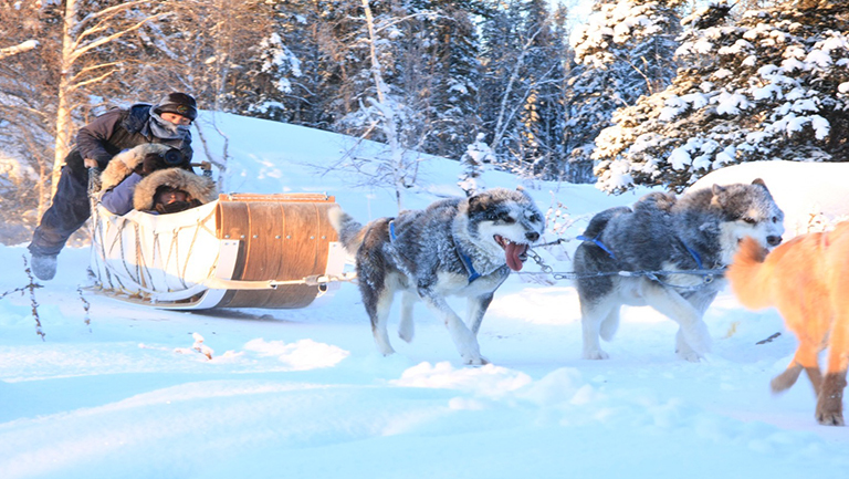 Traditional Dog Sledding